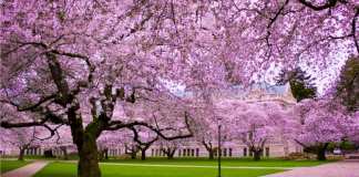 Hanami - contemplarea ciresilor infloriti sakura in Japonia