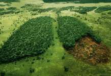 „Epistolă din Diaspora (III) – Trăind, zi de zi, absența României și a pădurilor ei…” de Eduard Rudolf Roth Deforestation defrisarea padurilor României