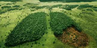Deforestation defrisarea padurilor României