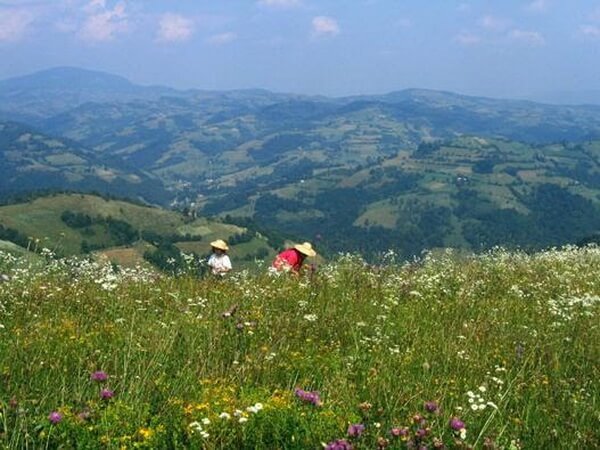 Faneata flori de camp daniela șontică