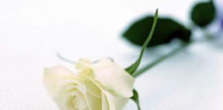 Florentina Loredana Dalian Trandafir alb proză scurtă