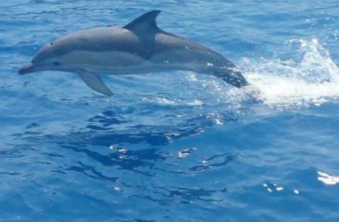 Florentina Loredana Dalian Delfinul proza