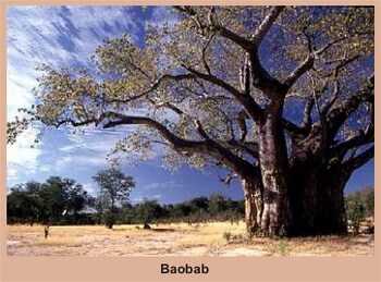 baobab