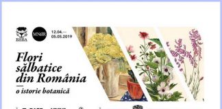 Știri: Expoziția de pictură ”Flori sălbatice din România – o istorie botanică” (12 aprilie – 5 mai 2019, București) flori sălbatice din România