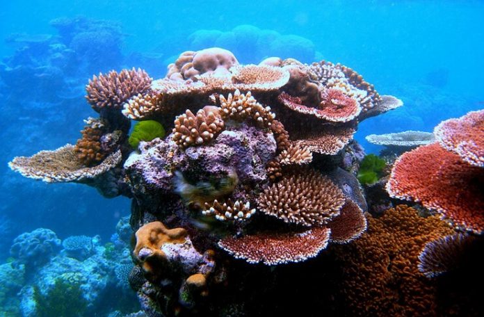 Marea-Barieră-de-Corali-Australia