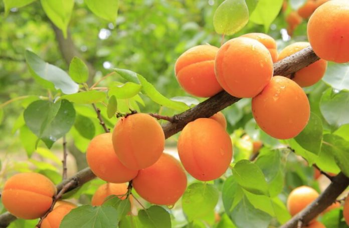 literatura proza virgil matei leviathan.ro
