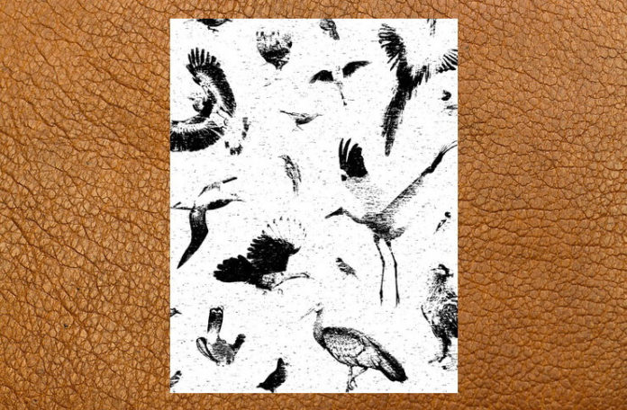 Foto credit: Birdcollage1 © Philip Ingman Foto credit: Birdcollage1 © Philip Ingman