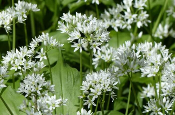 leurda flori pusa roth