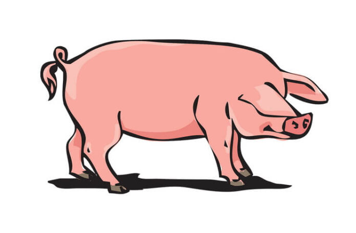 porc ignat