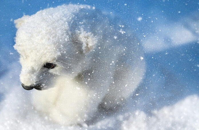 ziua ursului polar ziua ursului polar