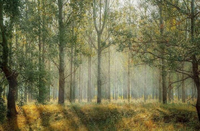 aforisme nicolae lotreanu