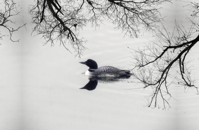 milena munteanu rubrica leviathan.ro milena munteanu rubrica leviathan.ro