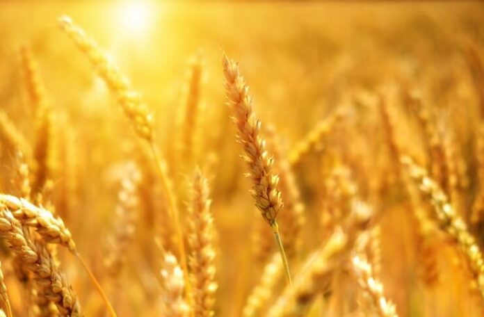 producatori agricoli sprijin producatori agricoli sprijin