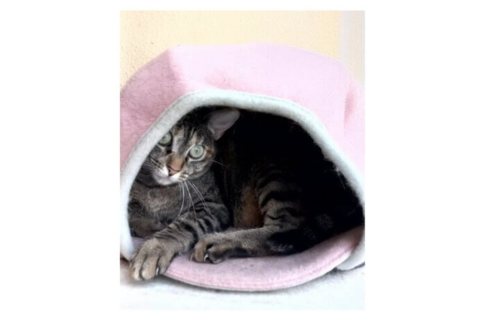 Foto: Dori Lederer