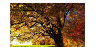 „E toamnă iar…” de Cornelia Bartels decupaje cornelia bartels (1)