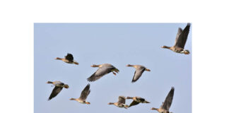 „Din lumea necuvântătoarelor” de Cornelia Bartels decupaje cornelia bartels germania (1)