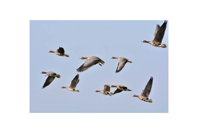 decupaje cornelia bartels germania (1) decupaje cornelia bartels germania (1)