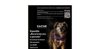 Știri: Biblioteca Metropolitană București găzduiește expoziția „Durerea are o poveste”, un proiect fotografic dedicat compasiunii și responsabilității față de animale (26 noiembrie 2025) expozitie bmb (1)