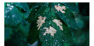 decupaje cornelia bartels (1)