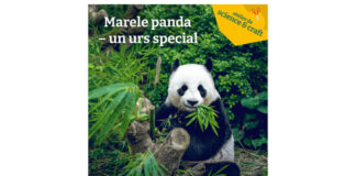 ursul panda antipa (1)