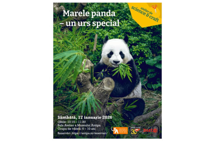 ursul panda antipa (1) ursul panda antipa (1)