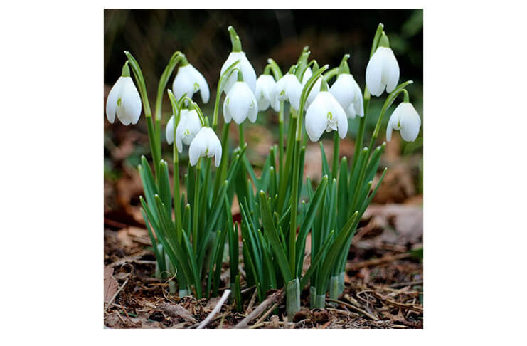„Un buchet de… înțelepciuni” de Cornelia Bartels cornelia bartels ghiocei (1)
