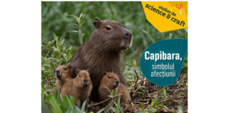 capibara muzeul antipa (1)