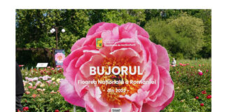 bujorul madrigal (1)