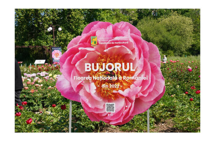 bujorul madrigal (1)