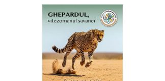 Știri: Ghepardul, vitezomanul savanei (13 iunie 2026, Muzeul Național de Istorie Naturală „Grigore Antipa” din București) muzeul antipa ghepardul (1)